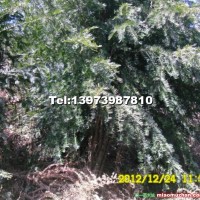 從生南方紅豆杉