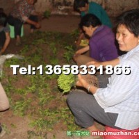 曼地亞紅豆杉小苗