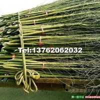 速生竹柳苗
