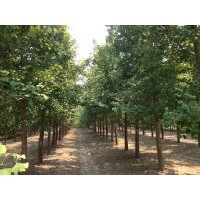 實(shí)生銀杏樹