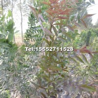 冬紅（3號）白蠟