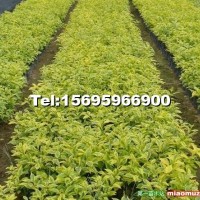 綠化灌木小袋苗