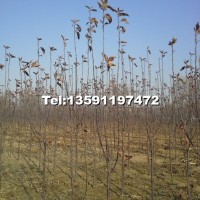 紅寶石海棠小苗