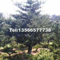 五針?biāo)?/></a>
<div><a href=