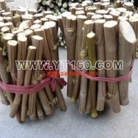 速生法桐扦插條