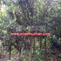 特價(jià)出售羅漢松