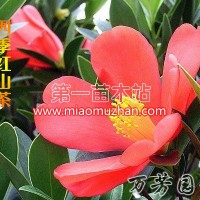 四季紅山茶