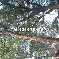 野生大規(guī)格樟樹