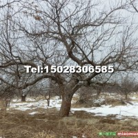 八棱海棠樹(shù)