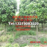 獨(dú)干八月桂