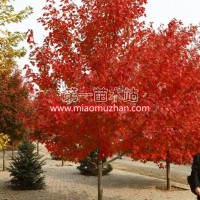 美國(guó)紅楓