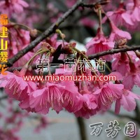 福建山櫻花