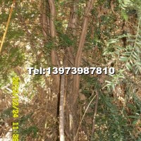 從生南方紅豆杉