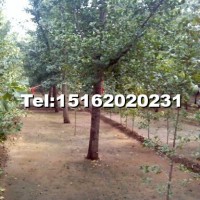 銀杏嫁接樹(shù)