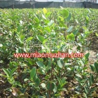 良種油茶苗