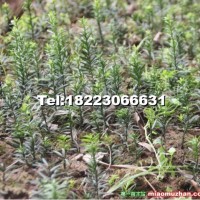 曼地亞紅豆杉小苗