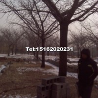 銀杏嫁接樹(shù)