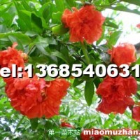 牡丹花石榴樹(shù)