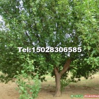 八棱海棠樹(shù)