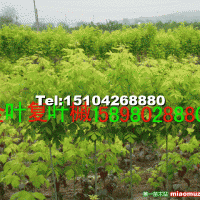 金葉復(fù)葉槭