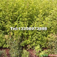 金葉風(fēng)箱果