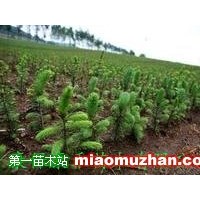 青仟云杉小苗