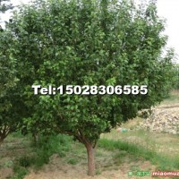 八棱海棠樹(shù)