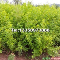 金葉風(fēng)箱果