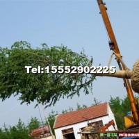 銀杏實(shí)生樹(shù)