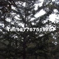 實(shí)生銀杏樹