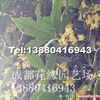 桂花