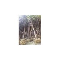 國(guó)槐樹(shù)