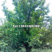 京紅海棠樹(shù)