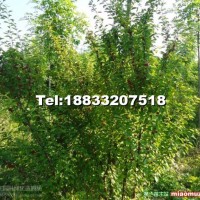 大墩叢生榆葉梅