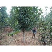 二橋玉蘭（紅、黃、白）