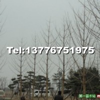 銀杏實(shí)生樹