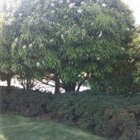 大冠幅紅葉石楠