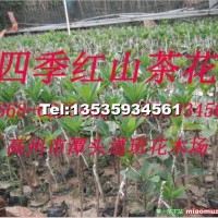四季紅山茶