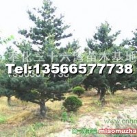 五針?biāo)?/></a>
<div><a href=