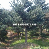 五針?biāo)?/></a>
<div><a href=