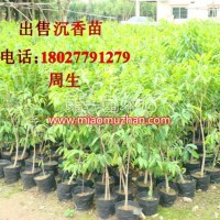 沉香苗