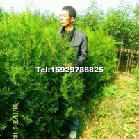 營養(yǎng)缽側(cè)柏