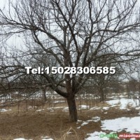 八棱海棠樹(shù)