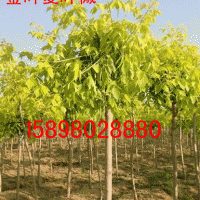 金葉復(fù)葉槭大苗