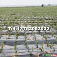 速生竹柳苗（扦插段）