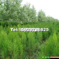 營養(yǎng)缽側(cè)柏