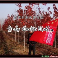 美國紅楓扦插苗