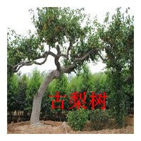 古梨樹