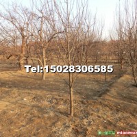 八棱海棠樹(shù)