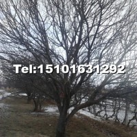 八棱海棠樹(shù)